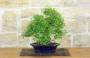 4 - Bonsai di Serissa (3)