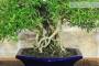 5 - Bonsai di Serissa (3)