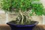 6 - Bonsai di Serissa (3)