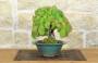 1 - Bonsai di Vite Giapponese (89)