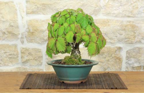 1 - Bonsai di Vite Giapponese (89)