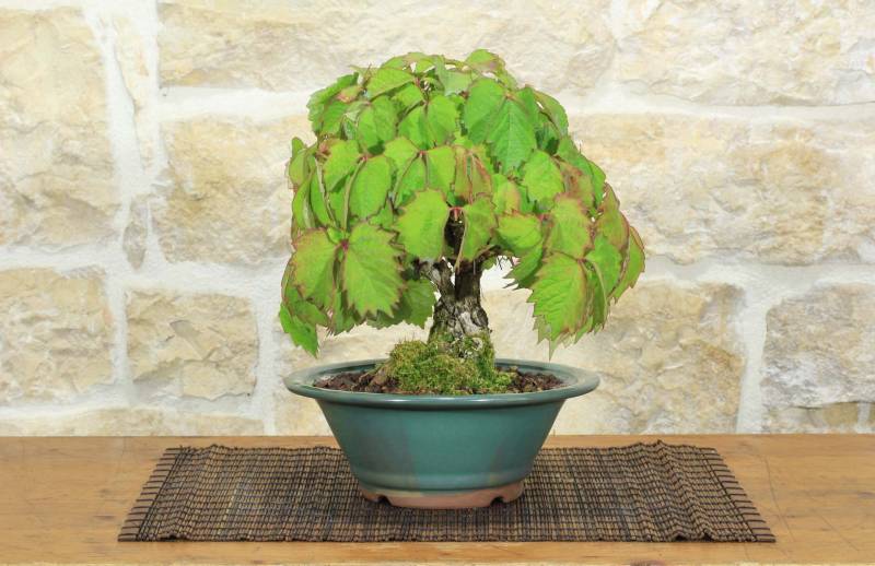 1 - Bonsai di Vite Giapponese (89)