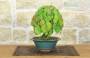 2 - Bonsai di Vite Giapponese (89)
