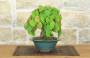 3 - Bonsai di Vite Giapponese (89)