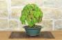 4 - Bonsai di Vite Giapponese (89)