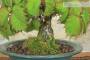 5 - Bonsai di Vite Giapponese (89)