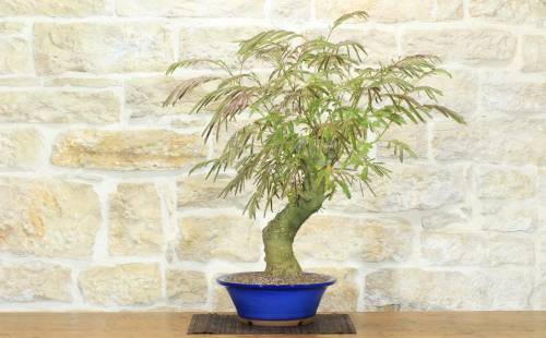 1 - Bonsai di Acacia di Costantinopoli (14)