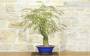2 - Bonsai di Acacia di Costantinopoli (14)