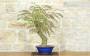 3 - Bonsai di Acacia di Costantinopoli (14)