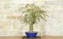 4 - Bonsai di Acacia di Costantinopoli (14)