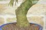 5 - Bonsai di Acacia di Costantinopoli (14)