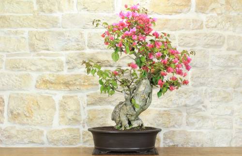 1 - Bonsai di Bougainvillea Californiana (15)