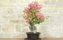 2 - Bonsai di Bougainvillea Californiana (15)