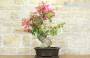 3 - Bonsai di Bougainvillea Californiana (15)