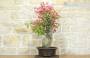 4 - Bonsai di Bougainvillea Californiana (15)
