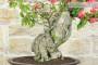 5 - Bonsai di Bougainvillea Californiana (15)