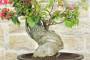 7 - Bonsai di Bougainvillea Californiana (15)