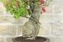 8 - Bonsai di Bougainvillea Californiana (15)