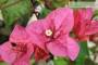 9 - Bonsai di Bougainvillea Californiana (15)