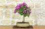 1 - Bonsai di Bougainvillea Sanderiana (137)
