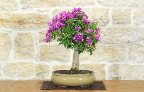 1 - Bonsai di Bougainvillea Sanderiana (137)