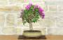 3 - Bonsai di Bougainvillea Sanderiana (137)