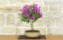 4 - Bonsai di Bougainvillea Sanderiana (137)