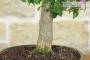 5 - Bonsai di Bougainvillea Sanderiana (137)