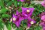 6 - Bonsai di Bougainvillea Sanderiana (137)