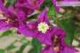7 - Bonsai di Bougainvillea Sanderiana (137)