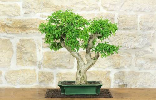 1 - Bonsai di Ligustro Ovalifolium (4)