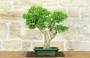 1 - Bonsai di Ligustro Ovalifolium (4)