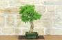 2 - Bonsai di Ligustro Ovalifolium (4)
