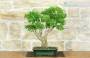 3 - Bonsai di Ligustro Ovalifolium (4)