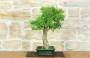 4 - Bonsai di Ligustro Ovalifolium (4)