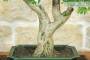 5 - Bonsai di Ligustro Ovalifolium (4)