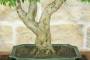6 - Bonsai di Ligustro Ovalifolium (4)