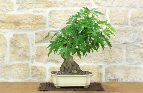 1 - Bonsai di Liquidambar (2)