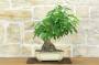 1 - Bonsai di Liquidambar (2)