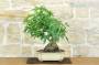 3 - Bonsai di Liquidambar (2)