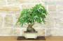 4 - Bonsai di Liquidambar (2)