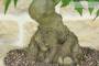 5 - Bonsai di Liquidambar (2)