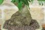 6 - Bonsai di Liquidambar (2)