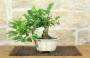 1 - Bonsai di Melo da fiore (149)