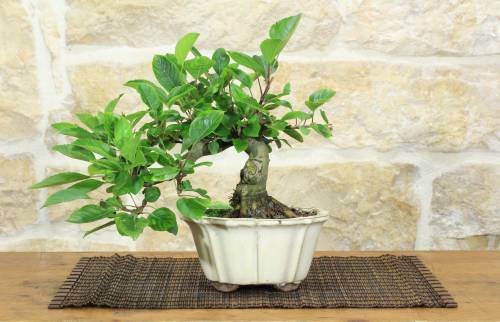 1 - Bonsai di Melo da fiore (149)