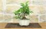 2 - Bonsai di Melo da fiore (149)
