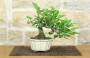 3 - Bonsai di Melo da fiore (149)
