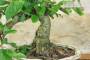 5 - Bonsai di Melo da fiore (149)