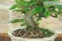 6 - Bonsai di Melo da fiore (149)