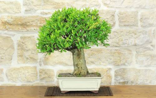 1 - Bonsai di Melograno (152)